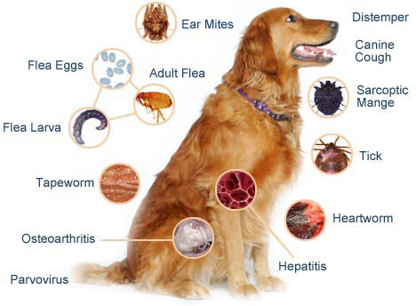 Dog diseases